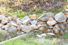 Kalliste pavonum