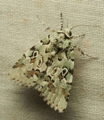 Bryolymnia viridata