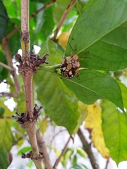 Chinavia marginata