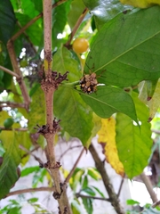 Chinavia marginata
