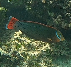 Coris formosa