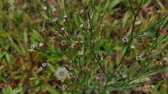 Symphyotrichum subulatum