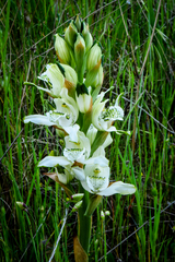 Chloraea multiflora