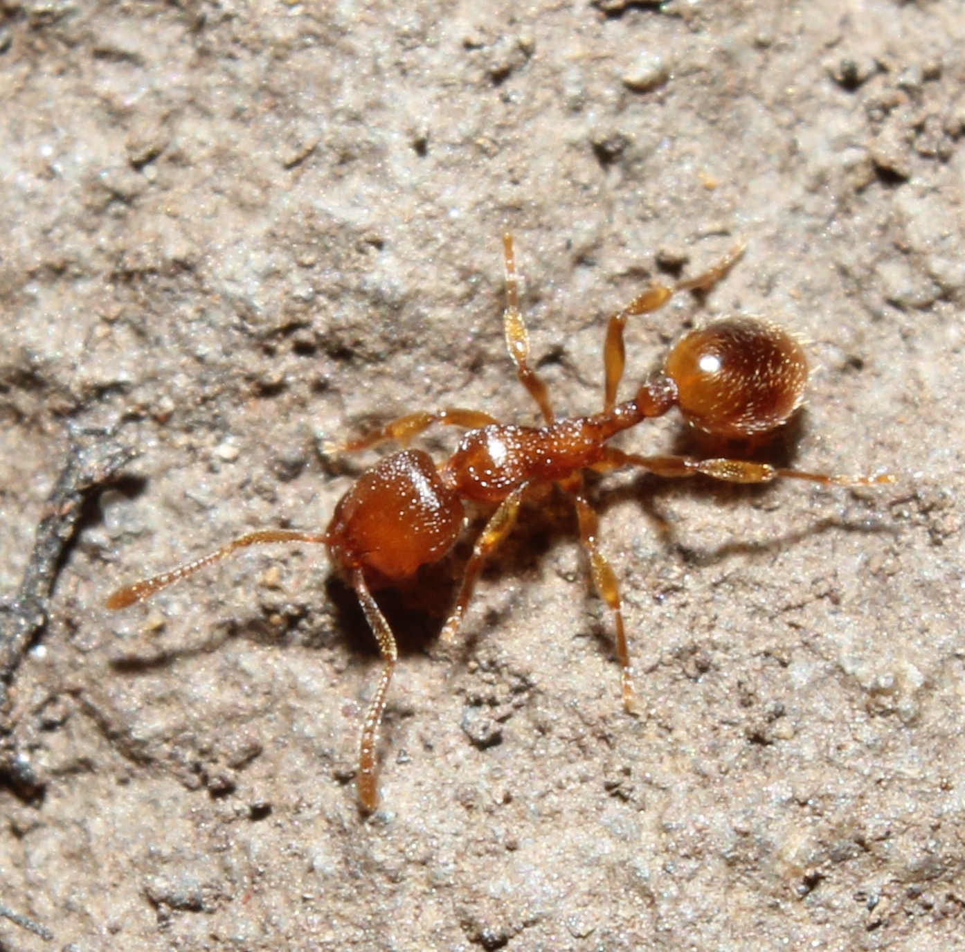 Stenamma impar