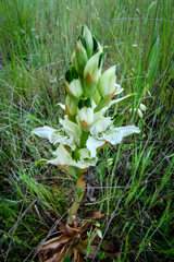 Chloraea multiflora