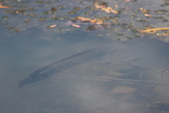 Channa argus