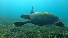 Eretmochelys imbricata