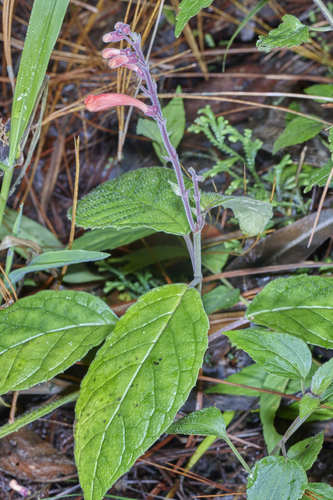 Scutellaria inflata image