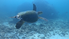 Eretmochelys imbricata