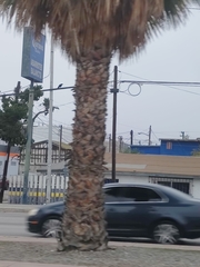 Corvus brachyrhynchos