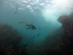 Latridopsis ciliaris