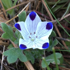 Nemophila maculata