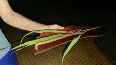 Digaster longmani