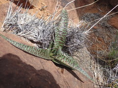 Ledebouria apertiflora
