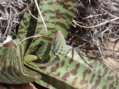Ledebouria apertiflora