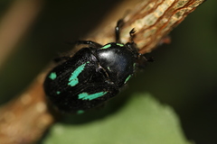 Chlorobapta frontalis