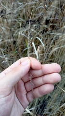 Poaceae