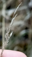 Poaceae