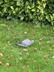 Columba palumbus