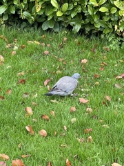 Columba palumbus