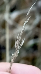 Poaceae