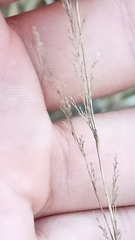 Poaceae