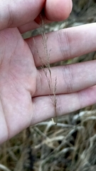 Poaceae