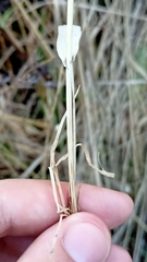 Poaceae
