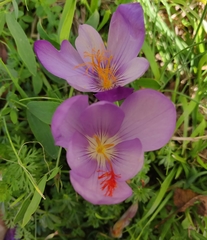 Crocus ligusticus