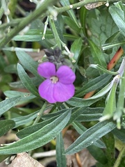 Erysimum linifolium