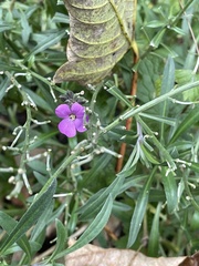 Erysimum linifolium