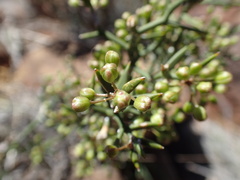 Asparagus striatus