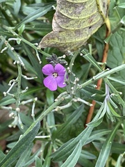 Erysimum linifolium