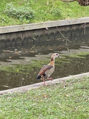 Alopochen aegyptiaca