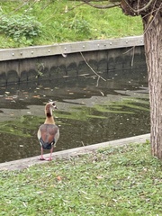 Alopochen aegyptiaca