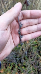Cichorium intybus