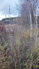 Cichorium intybus