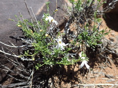 Jamesbrittenia tysonii