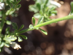 Jamesbrittenia tysonii