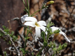 Jamesbrittenia tysonii