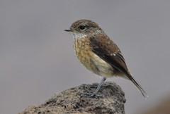 Reunion Stonechat photo 2