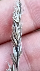 Dactylis glomerata