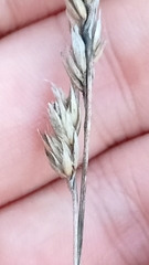 Dactylis glomerata
