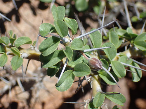 Image of Monsonia camdeboensis by (c) Mahomed Desai, some rights reserved (CC BY)