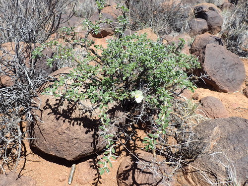 Image of Monsonia camdeboensis by (c) Mahomed Desai, some rights reserved (CC BY)