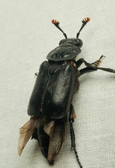 Nicrophorus nigrita