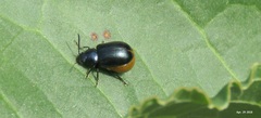 Gastrophysa atrocyanea