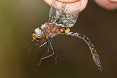 Helocordulia selysii