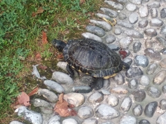 Trachemys scripta scripta