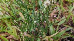 Symphyotrichum subulatum